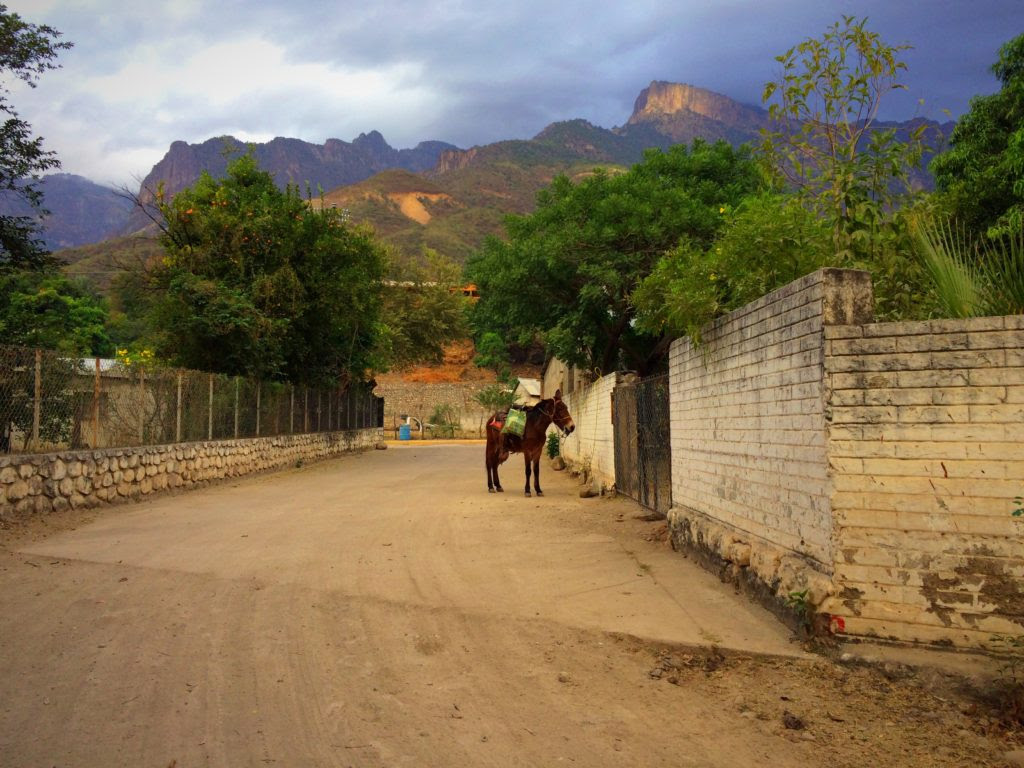 Photo of a donkey at Copper Canyon